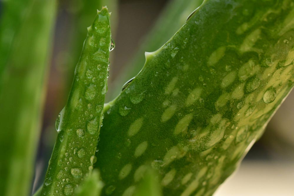 Aloe vera plant