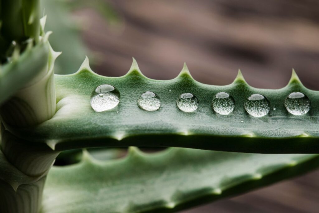 Aloe vera for scar treatment: tips, benefits, and evidence
