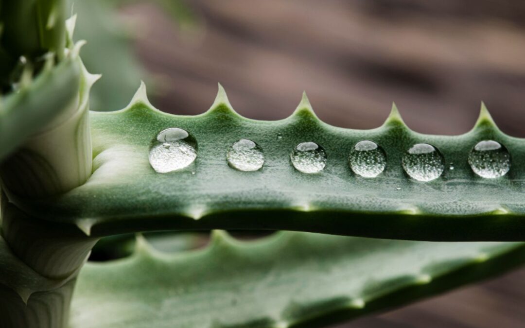 Aloe vera for scar treatment: tips, benefits, and evidence